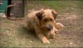 dr dolittle 3-avi_592.jpg